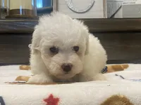Moochi, a male Maltipoo and Poodle - Toy  for sale in Tampa, FL – 8 of 10