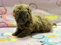 Coco , a female Maltipoo and Poodle - Toy  for sale in Tampa, FL – 4 of 9