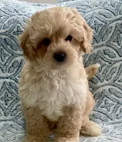 Marley Toy F1b , a male Cavapoo and Poodle - Toy  for sale in Tampa, FL – 6 of 10