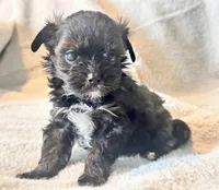 Niko Tiny, a male Yorkshire Terrier for sale in Tampa, FL – 6 of 10