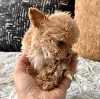 Misa  Extra Tiny , a female Maltipoo and Poodle - Toy  for sale in Tampa, FL – 7 of 10