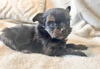 Lola  Tiny, a female Yorkshire Terrier for sale in Tampa, FL – 10 of 10