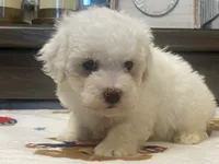 Moochi, a male Maltipoo and Poodle - Toy  for sale in Tampa, FL – 1 of 10