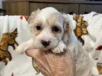 Liam, a male Maltipoo and Poodle - Toy  for sale in Tampa, FL – 9 of 9