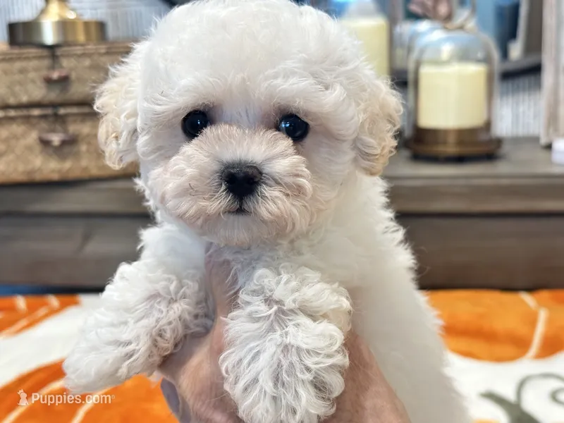 Lulu  Tiny  – Maltipoo, Poodle - Toy  puppy for sale in Tampa, FL