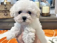 Lulu  Tiny , a female Maltipoo and Poodle - Toy  for sale in Tampa, FL – 1 of 10