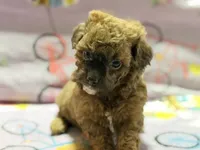 Mila, a female Maltipoo and Poodle - Toy  for sale in Tampa, FL – 2 of 10