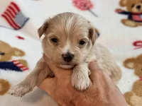 Ziggy , a male Maltipoo and Poodle - Toy  for sale in Tampa, FL – 4 of 10