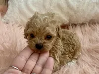 Bailey, a male Maltipoo and Poodle - Toy  for sale in Tampa, FL – Photo 6 of 9