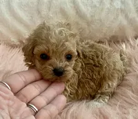 Bailey, a male Maltipoo and Poodle - Toy  for sale in Tampa, FL – Photo 5 of 9