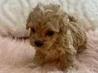 Bailey, a male Maltipoo and Poodle - Toy  for sale in Tampa, FL – Photo 8 of 9