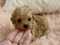 Bailey, a male Maltipoo and Poodle - Toy  for sale in Tampa, FL – Photo 3 of 9
