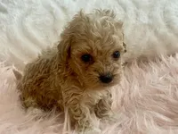 Bailey, a male Maltipoo and Poodle - Toy  for sale in Tampa, FL – Photo 2 of 9