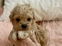 Bailey, a male Maltipoo and Poodle - Toy  for sale in Tampa, FL – Photo 4 of 9