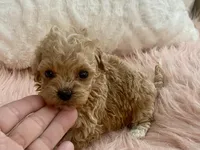 Bailey, a male Maltipoo and Poodle - Toy  for sale in Tampa, FL – Photo 1 of 9