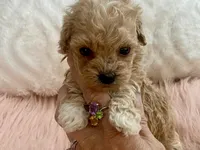 Bailey, a male Maltipoo and Poodle - Toy  for sale in Tampa, FL – Photo 7 of 9