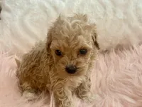 Bailey, a male Maltipoo and Poodle - Toy  for sale in Tampa, FL – Photo 9 of 9