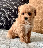 Bella  F1b Tiny , a female Maltipoo and Poodle - Toy  for sale in Tampa, FL – 10 of 10
