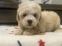 Belshy, a female Maltipoo and Poodle - Toy  for sale in Tampa, FL – 3 of 10