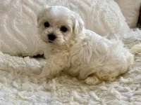 Oliver, a male Maltipoo and Poodle - Toy  for sale in Tampa, FL – 9 of 9