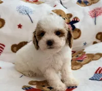 Nattie , a female Maltipoo and Poodle - Toy  for sale in Tampa, FL – 5 of 9