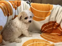 Gigi , a female Maltipoo and Poodle - Toy  for sale in Tampa, FL – 7 of 8