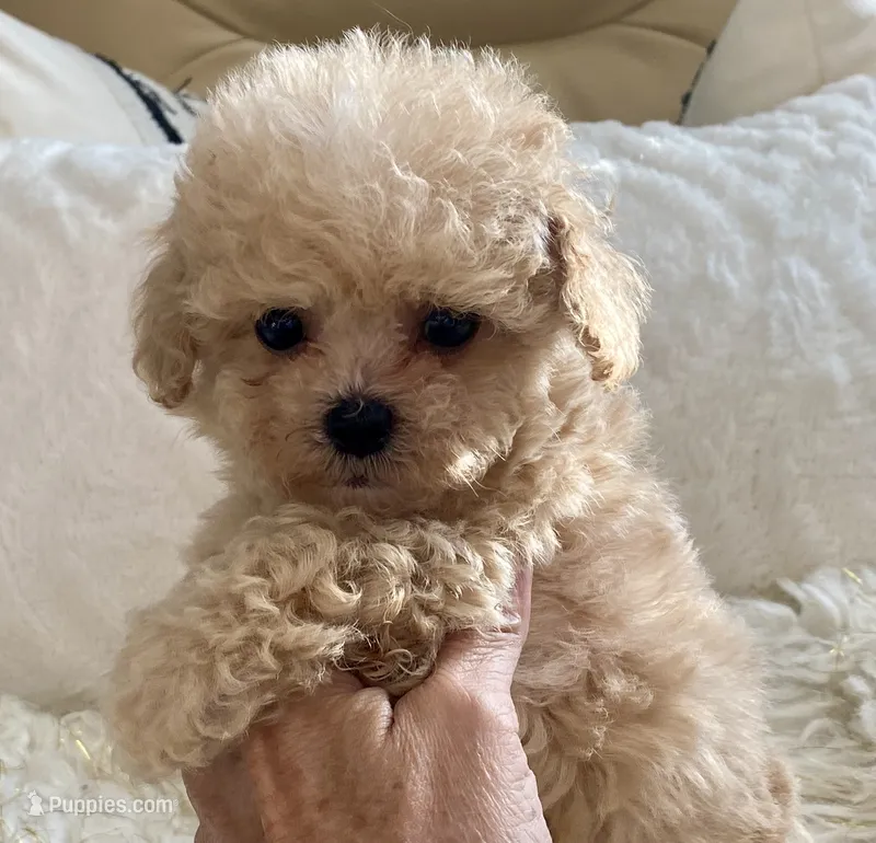 Toby – Maltipoo, Poodle - Toy  puppy for sale in Tampa, FL