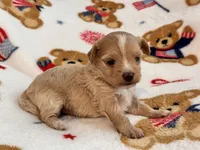 Lily , a female Maltipoo and Poodle - Toy  for sale in Tampa, FL – 6 of 9