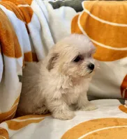 Charlie, a male Maltipoo and Poodle - Toy  for sale in Tampa, FL – 10 of 10