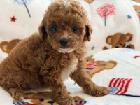 Rosie , a female Maltipoo and Poodle - Toy  for sale in Tampa, FL – 10 of 10