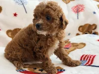Rosie , a female Maltipoo and Poodle - Toy  for sale in Tampa, FL – 8 of 10