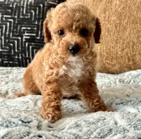 Fendi Tiny , a female Maltipoo and Poodle - Toy  for sale in Tampa, FL – 2 of 10