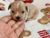 Ziggy , a male Maltipoo and Poodle - Toy  for sale in Tampa, FL – 8 of 10
