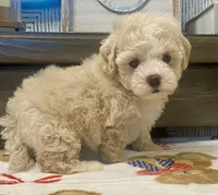 Belshy, a female Maltipoo and Poodle - Toy  for sale in Tampa, FL – 7 of 10