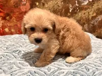 Loki, a male Maltipoo and Poodle - Toy  for sale in Tampa, FL – 10 of 10