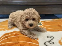 Zoey, a female Maltipoo and Poodle - Toy  for sale in Tampa, FL – 8 of 10