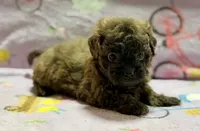 Coco , a female Maltipoo and Poodle - Toy  for sale in Tampa, FL – 3 of 9