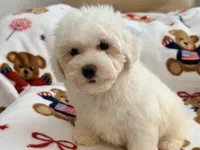 Toby , a male Maltipoo and Poodle - Toy  for sale in Tampa, FL – 4 of 10