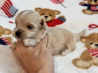 Bruno , a male Maltipoo and Poodle - Toy  for sale in Tampa, FL – 2 of 10