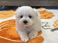 Buffy, a female Maltipoo and Maltese for sale in Tampa, FL – 7 of 10