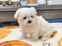 Buffy, a female Maltipoo and Maltese for sale in Tampa, FL – 2 of 10