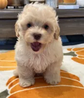 Charlie Green Eyes , a male Maltipoo and Poodle - Toy  for sale in Tampa, FL – 3 of 10