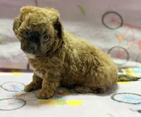 Mila, a female Maltipoo and Poodle - Toy  for sale in Tampa, FL – 8 of 10