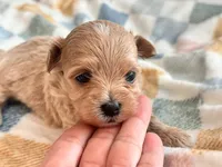 Lily , a female Maltipoo and Poodle - Toy  for sale in Tampa, FL – 5 of 9
