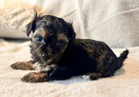 Mochi, a male Yorkshire Terrier for sale in Tampa, FL – 3 of 10