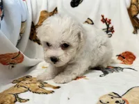 Simba , a male Maltipoo and Poodle - Toy  for sale in Tampa, FL – 9 of 10