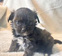 Niko Tiny, a male Yorkshire Terrier for sale in Tampa, FL – 2 of 10