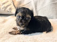 Mochi, a male Yorkshire Terrier for sale in Tampa, FL – 8 of 10