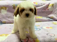 Mattie , a female Maltipoo and Poodle - Toy  for sale in Tampa, FL – 7 of 10
