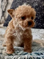 Misa  Extra Tiny , a female Maltipoo and Poodle - Toy  for sale in Tampa, FL – 6 of 10